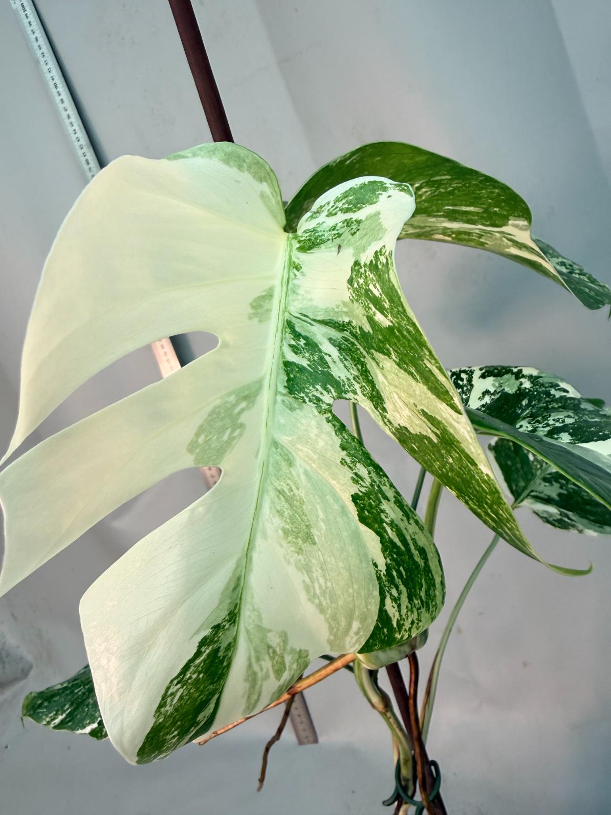 Monstera  Albo Variegata 10