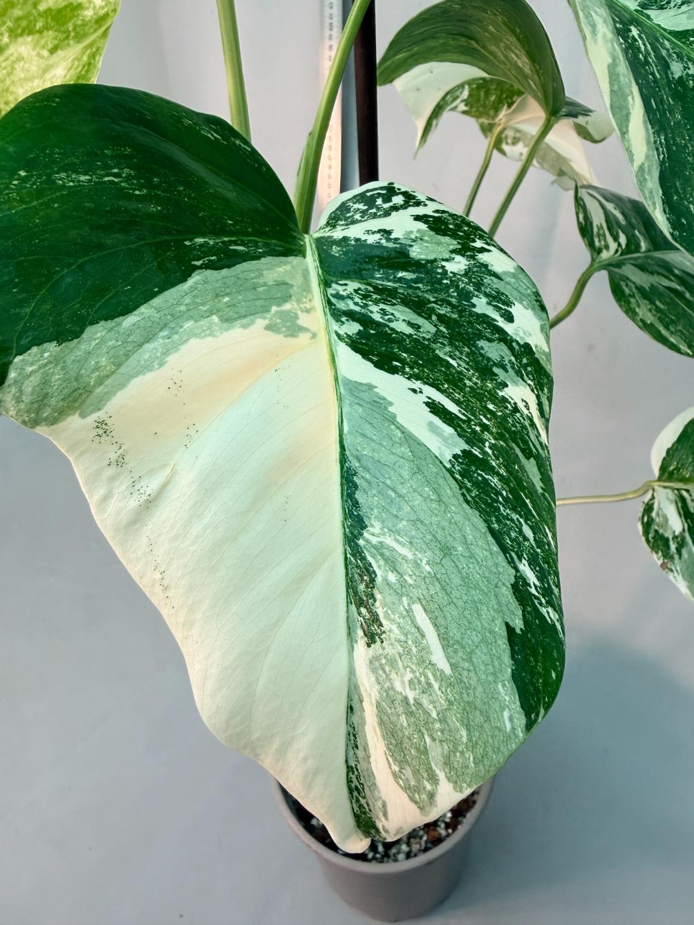 Monstera  Albo Variegata 2