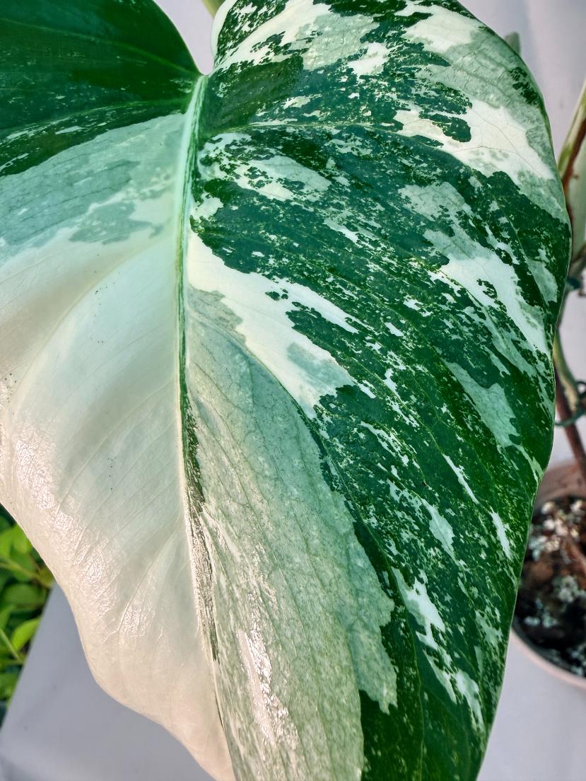 Monstera  Albo Variegata 11