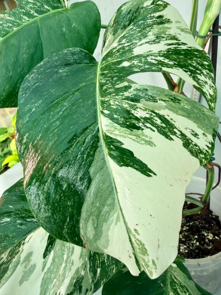 Monstera  Albo Variegata 6