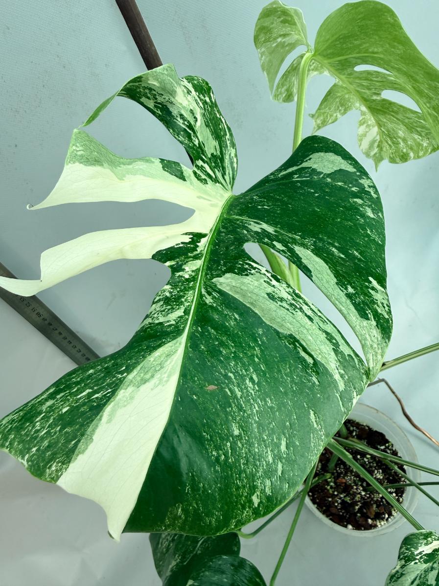Monstera  Albo Variegata 8