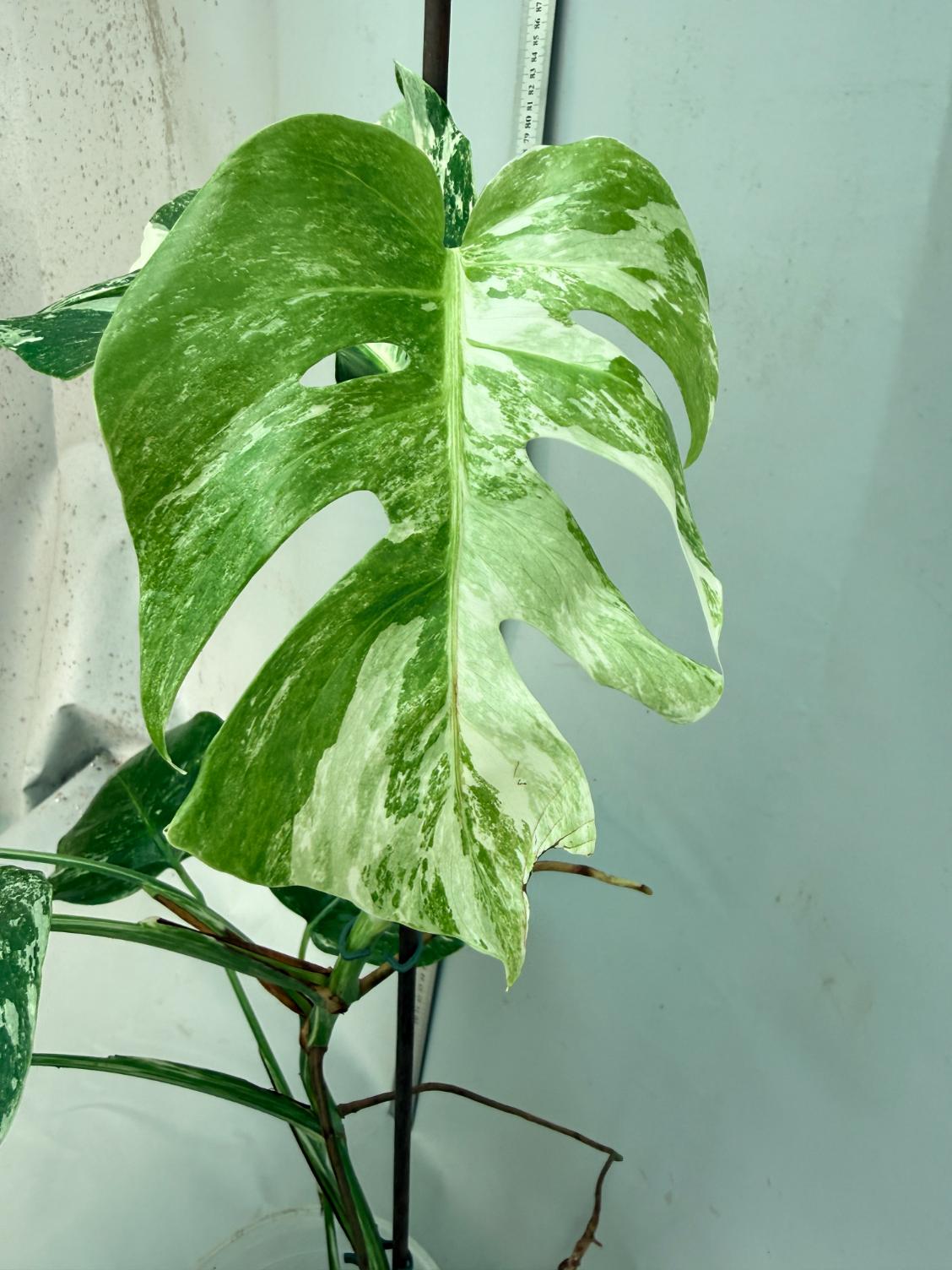 Monstera  Albo Variegata 9