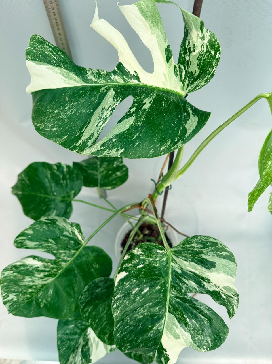 Monstera  Albo Variegata 7