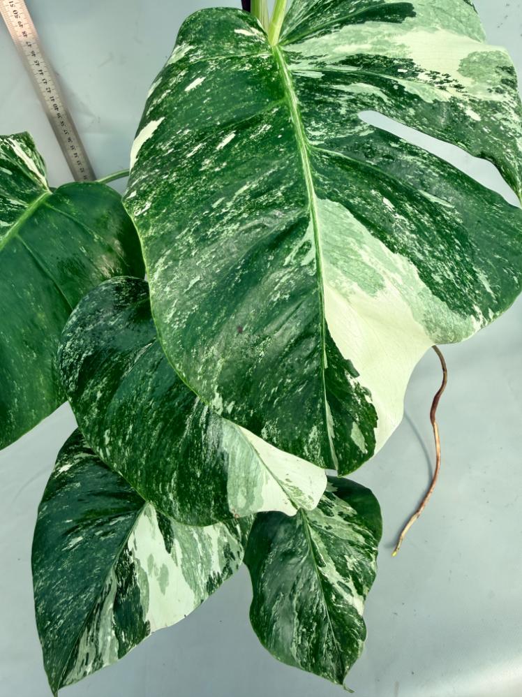 Monstera  Albo Variegata 10