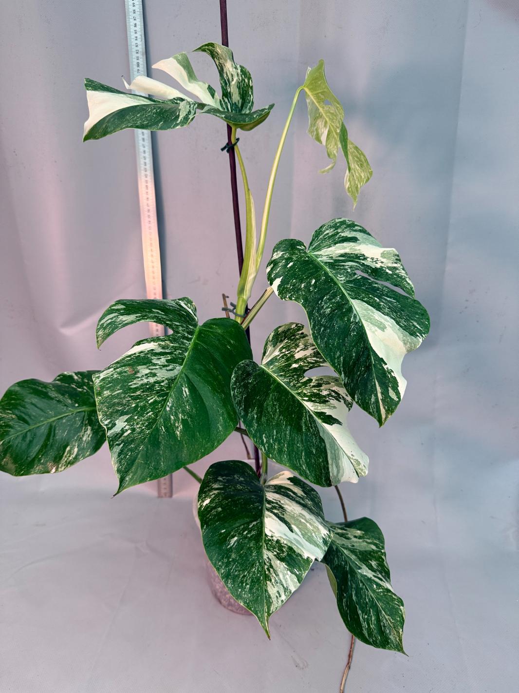Monstera  Albo Variegata 1