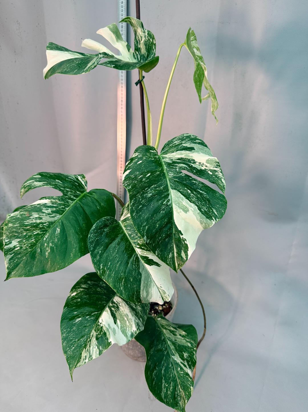 Monstera  Albo Variegata 11