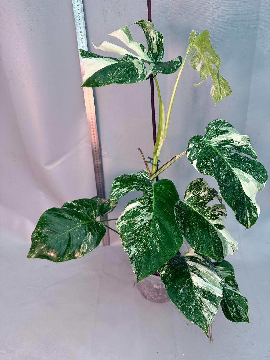 Monstera  Albo Variegata 12