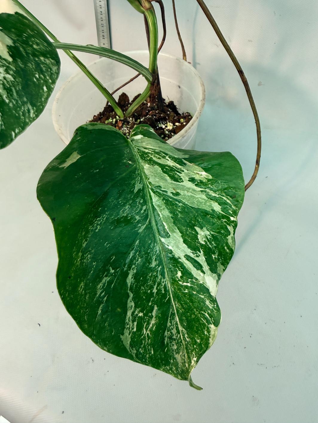 Monstera  Albo Variegata 13