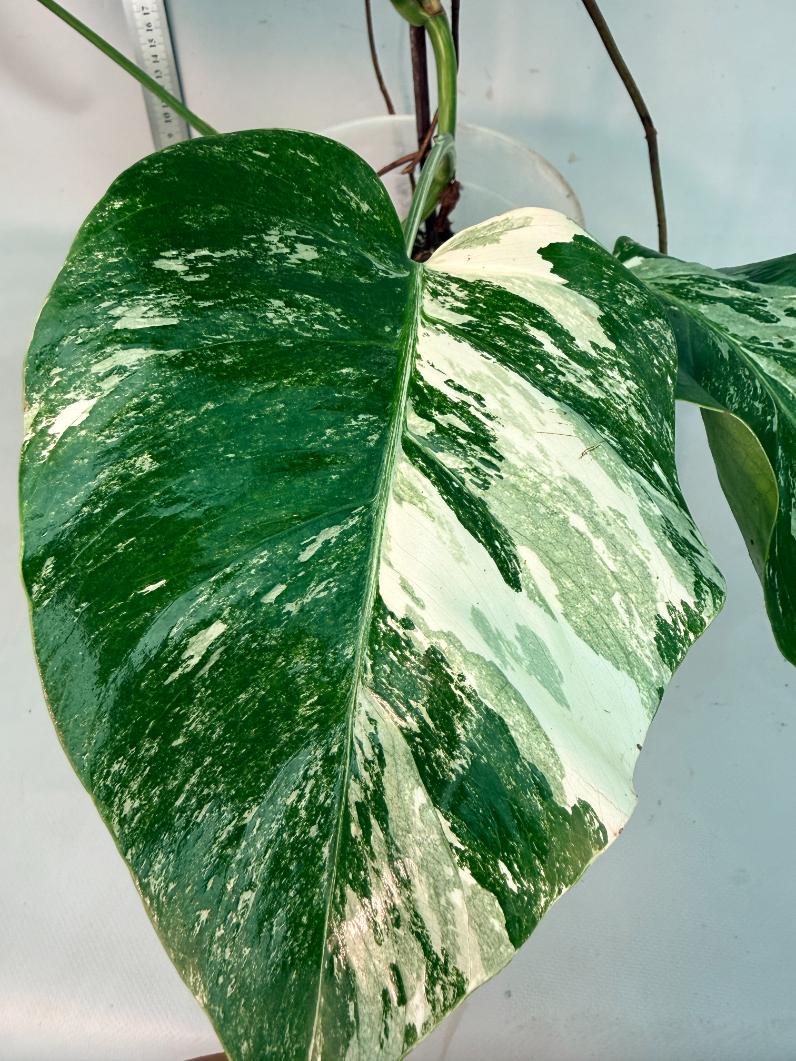 Monstera  Albo Variegata 2