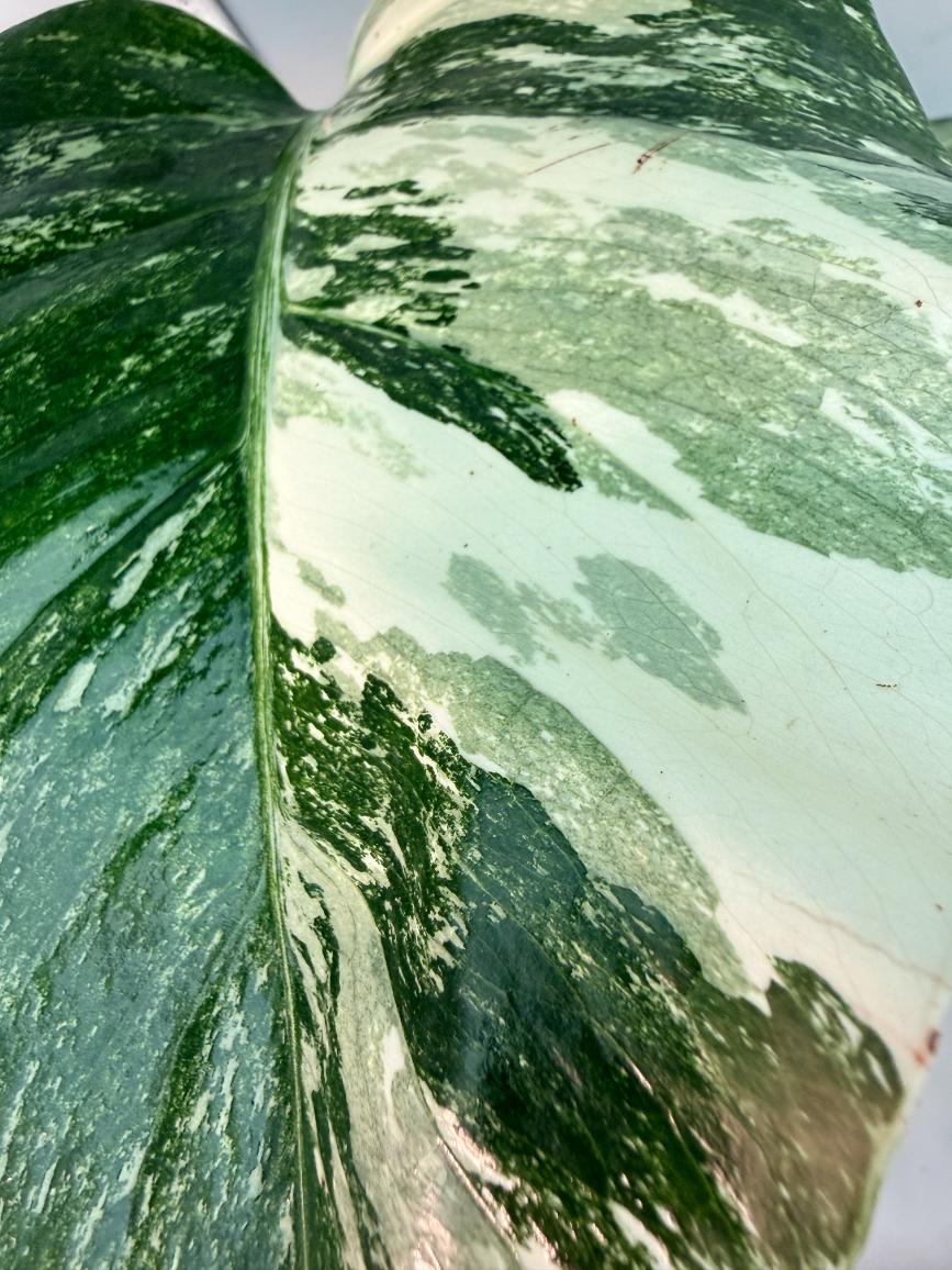 Monstera  Albo Variegata 3