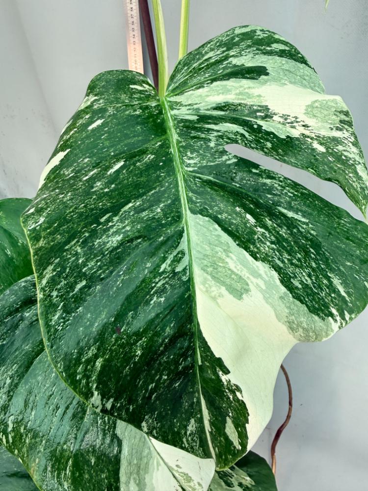 Monstera  Albo Variegata 4
