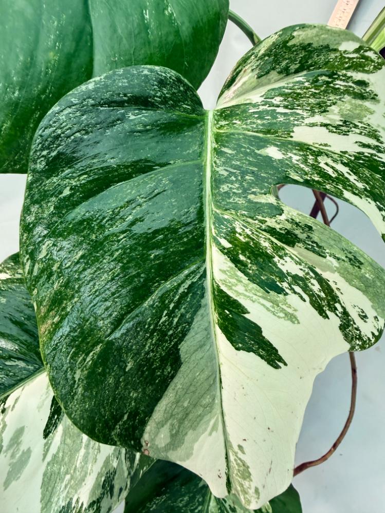 Monstera  Albo Variegata 5
