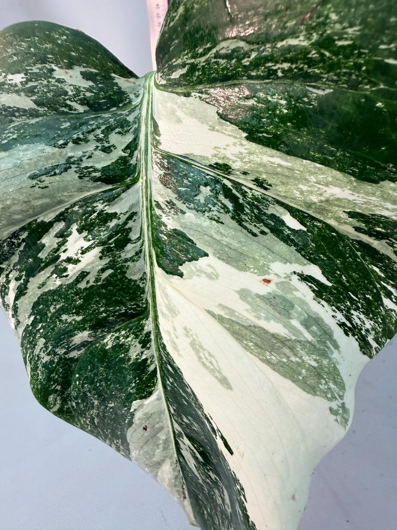 Monstera  Albo Variegata 13