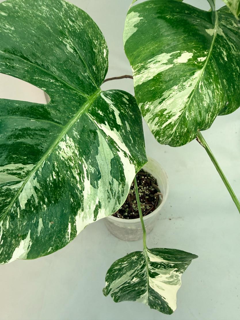 Monstera  Albo Variegata 11