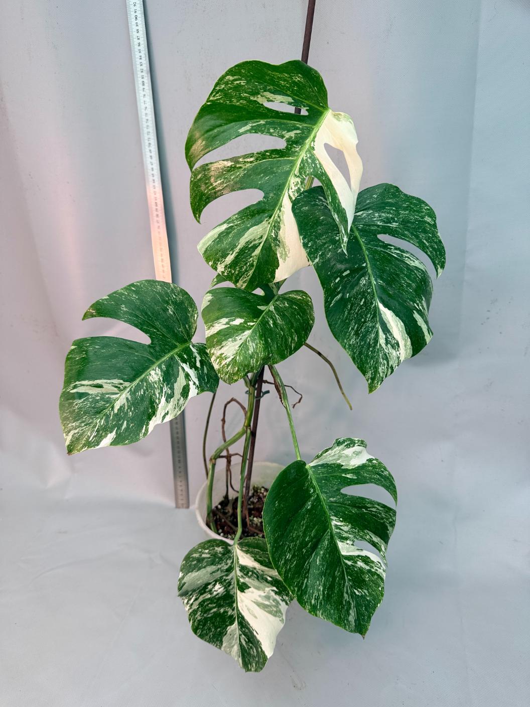 Monstera  Albo Variegata 1