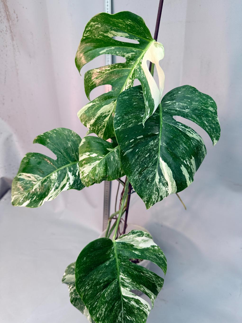 Monstera  Albo Variegata 12