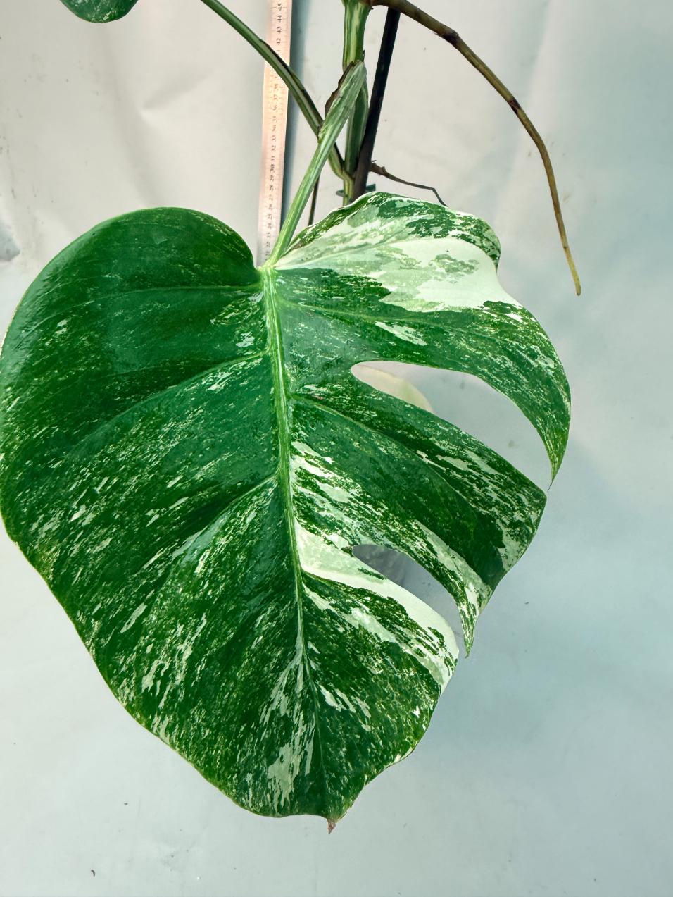 Monstera  Albo Variegata 14