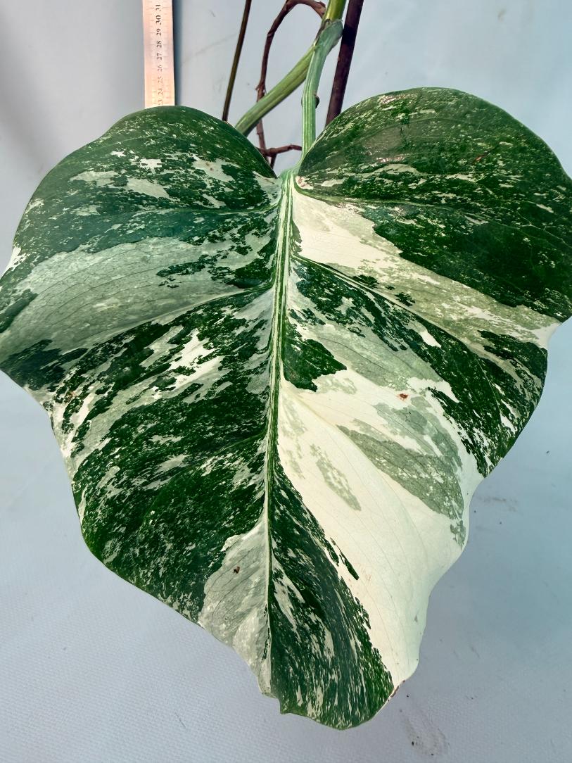 Monstera  Albo Variegata 2