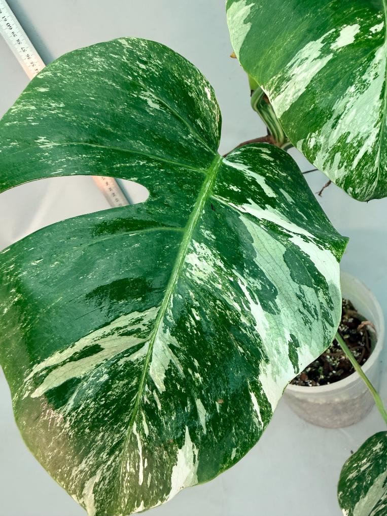 Monstera  Albo Variegata 3