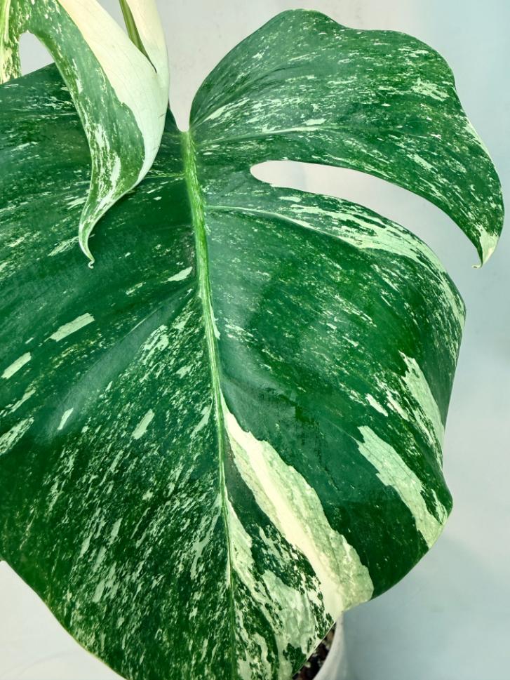 Monstera  Albo Variegata 4