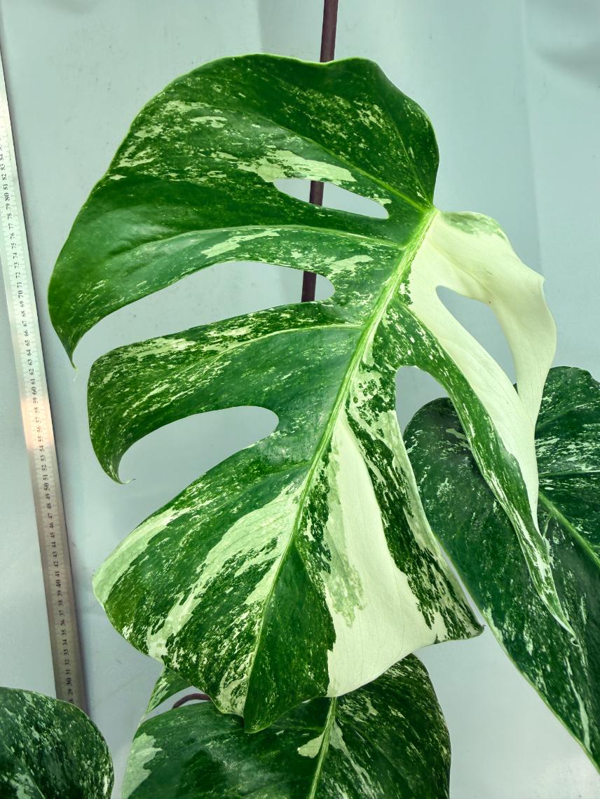 Monstera  Albo Variegata 5
