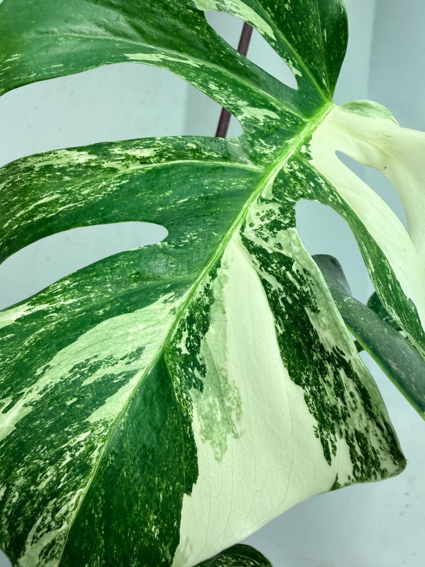 Monstera  Albo Variegata 6