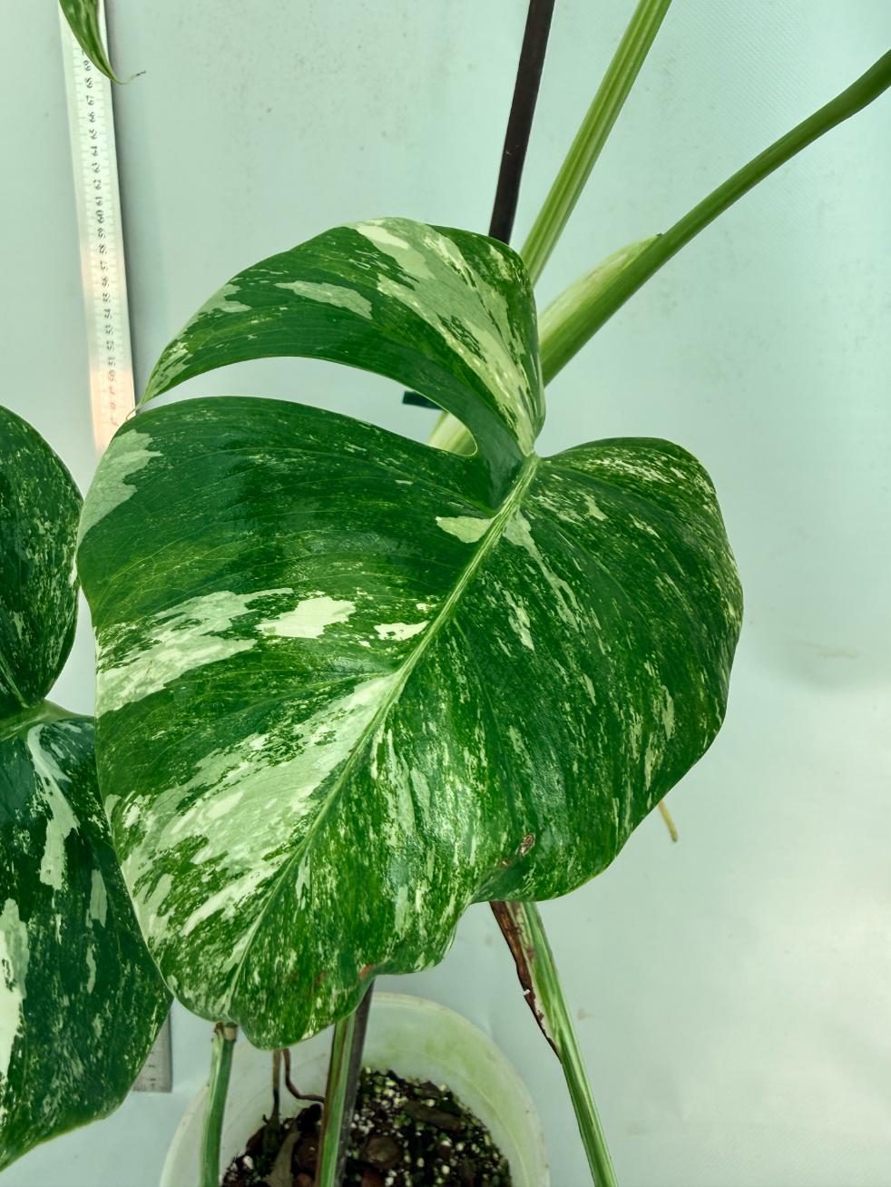 Monstera  Albo Variegata 7