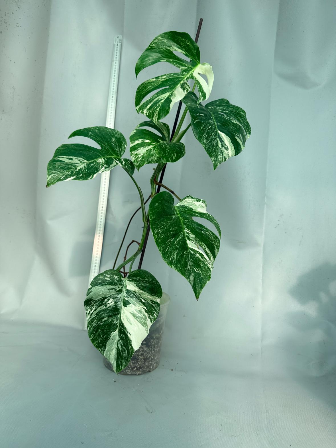 Monstera  Albo Variegata 8