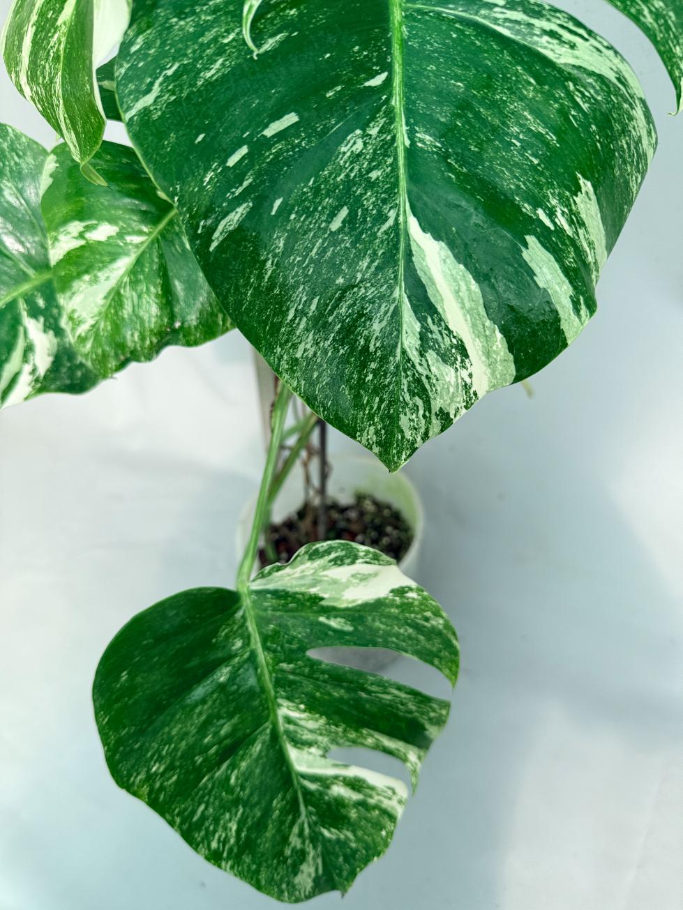 Monstera  Albo Variegata 9