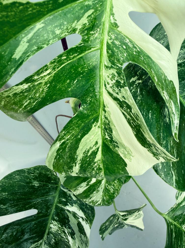 Monstera  Albo Variegata 10