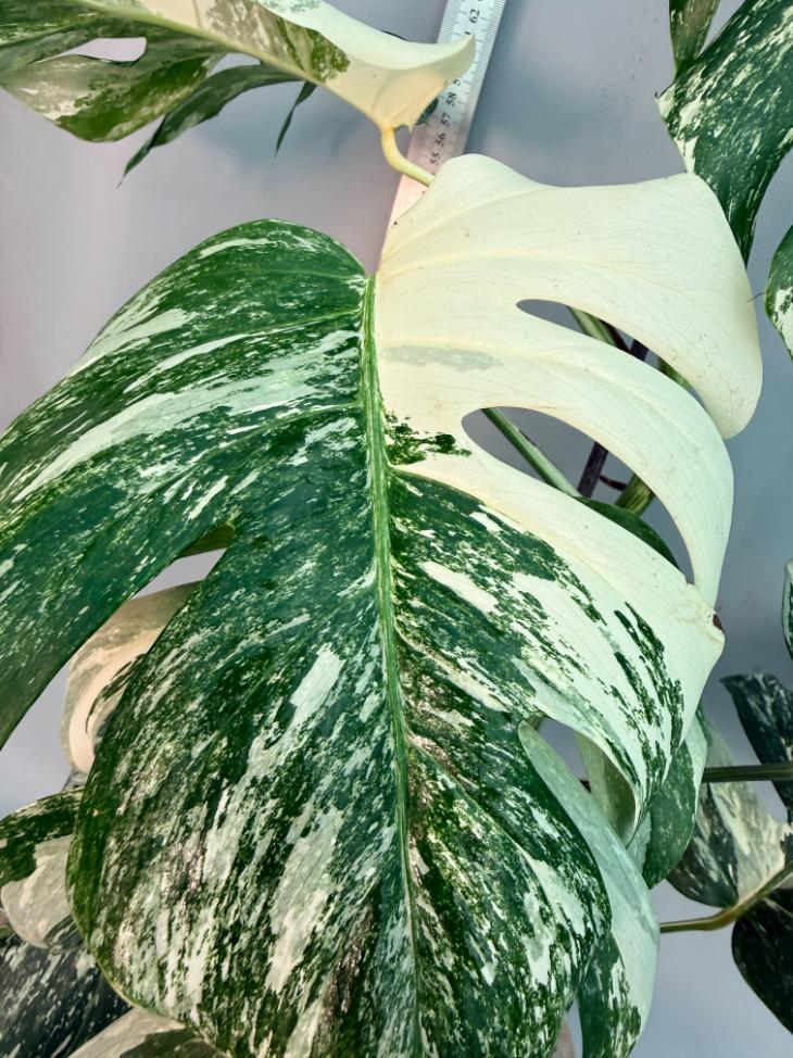 Monstera  Albo Variegata 3