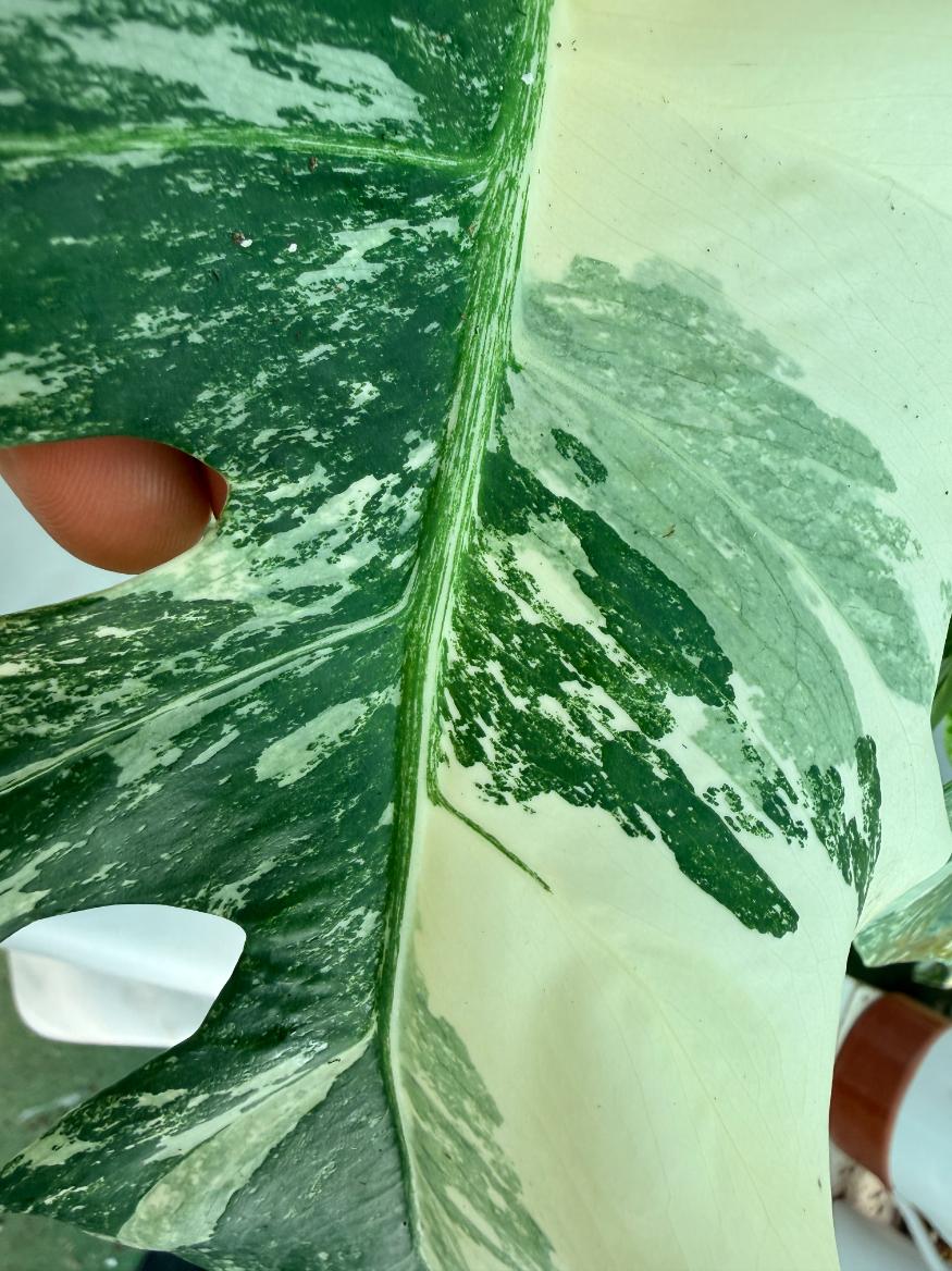 Monstera  Albo Variegata 11