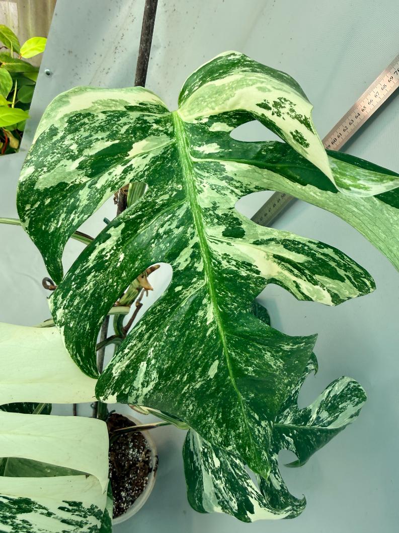 Monstera  Albo Variegata 12