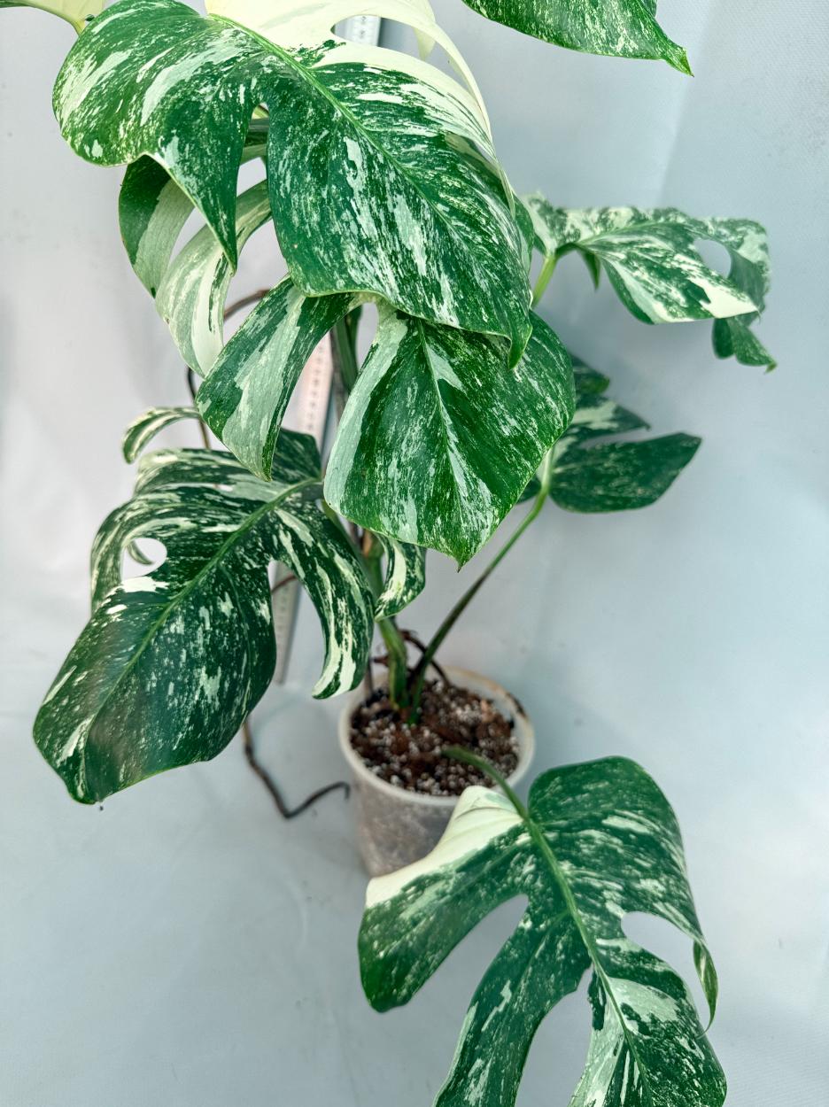 Monstera  Albo Variegata 13
