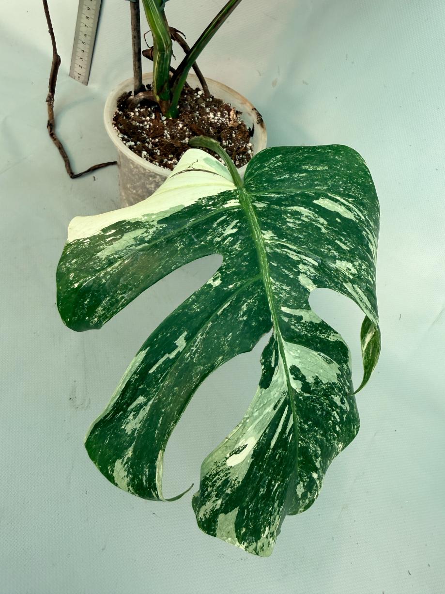 Monstera  Albo Variegata 14