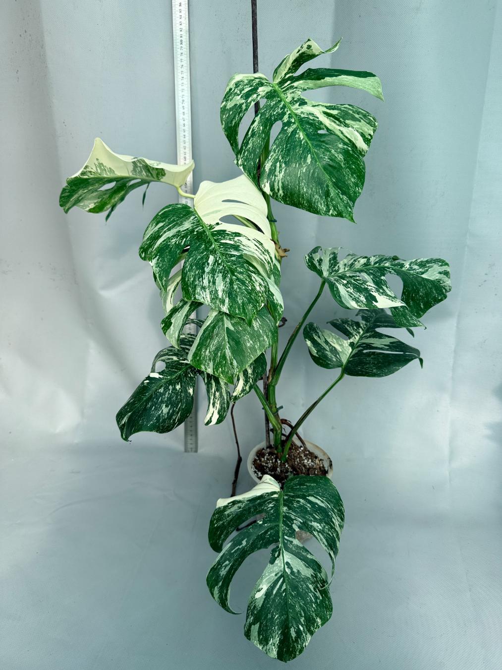 Monstera  Albo Variegata 1