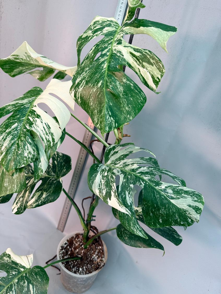 Monstera  Albo Variegata 15