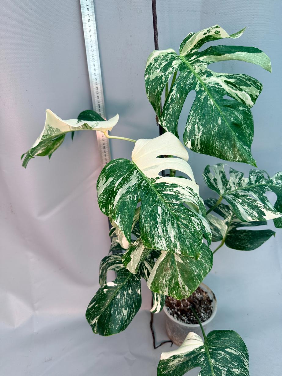 Monstera  Albo Variegata 16