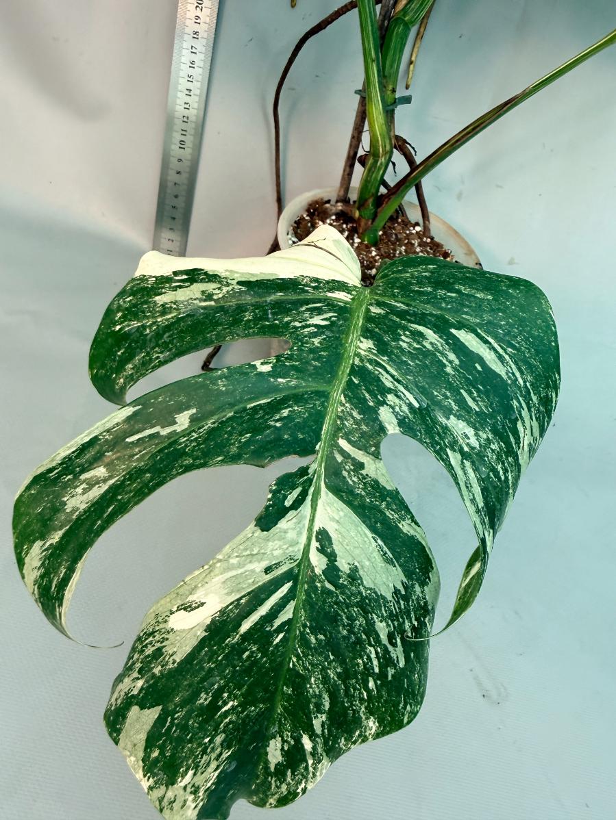 Monstera  Albo Variegata 17