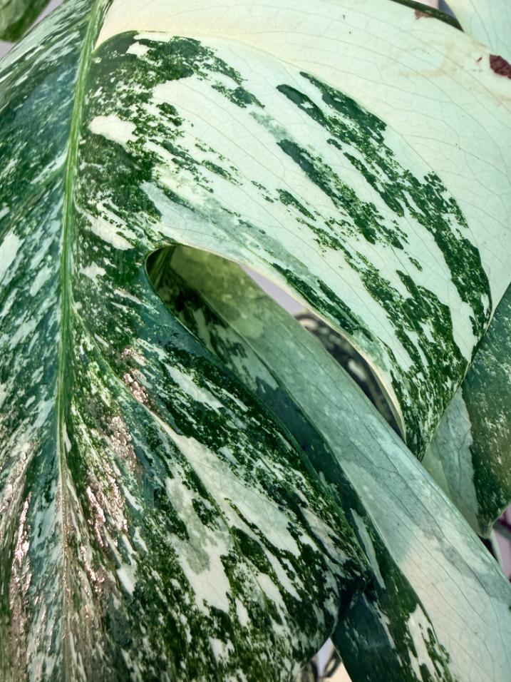 Monstera  Albo Variegata 4