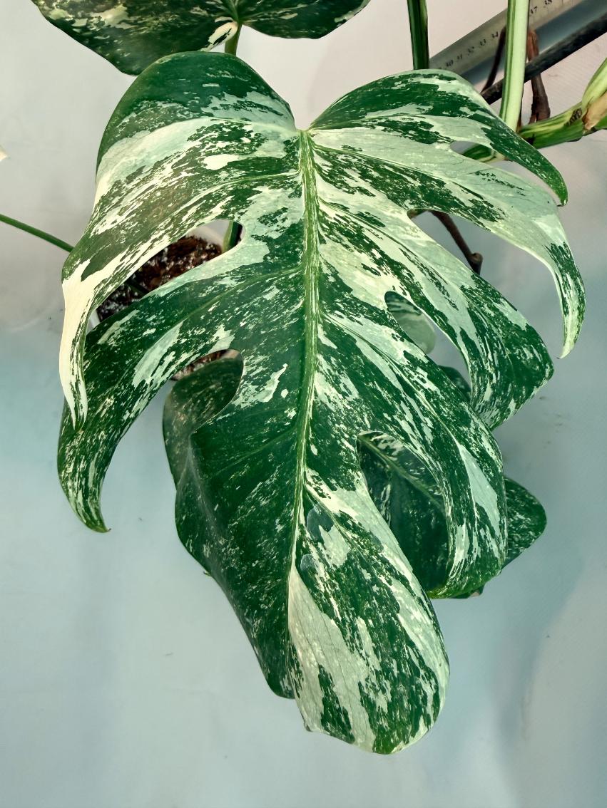Monstera  Albo Variegata 5