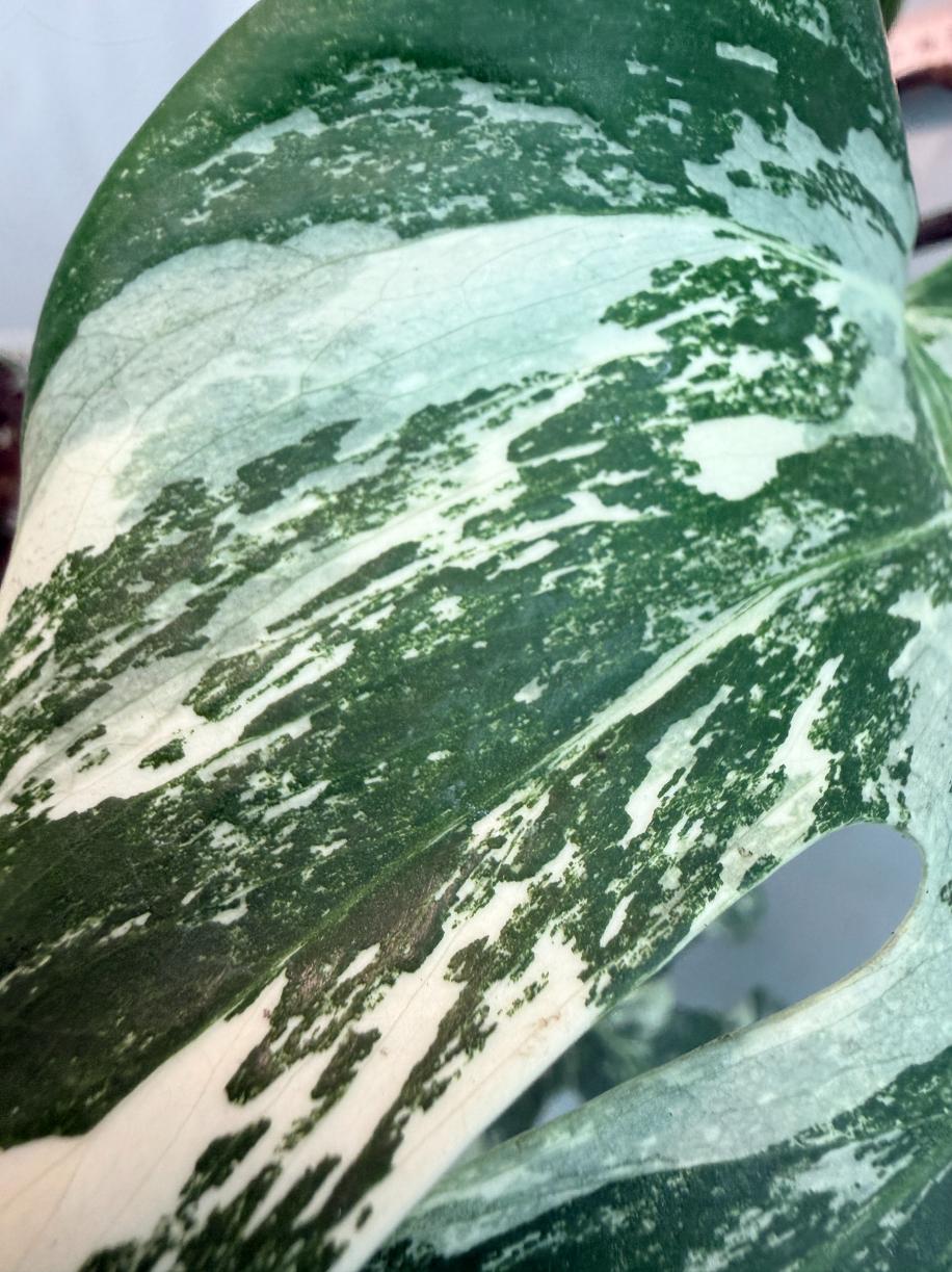 Monstera  Albo Variegata 6