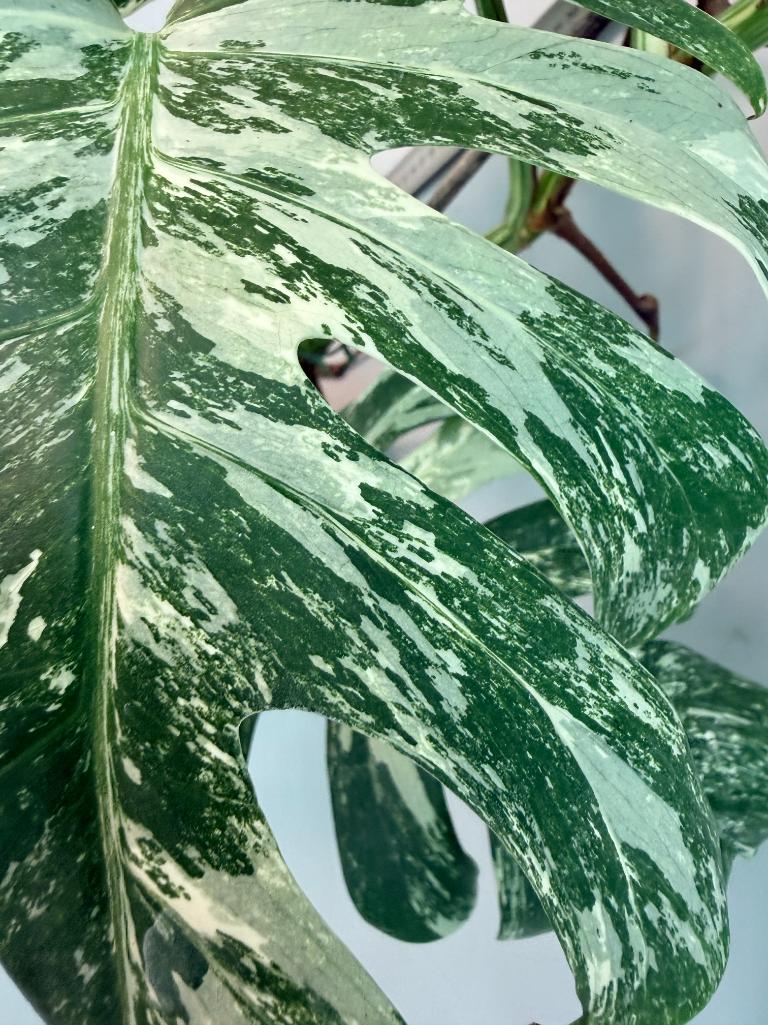 Monstera  Albo Variegata 7