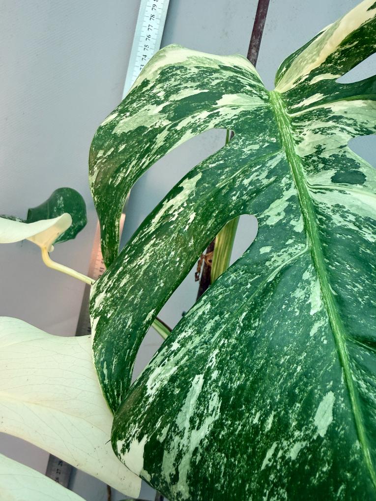 Monstera  Albo Variegata 8