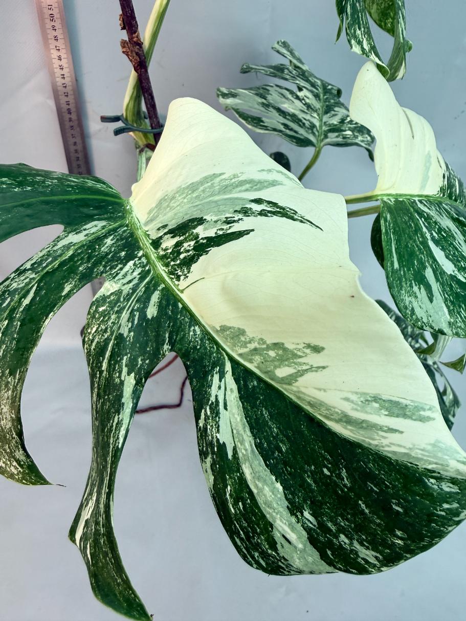 Monstera  Albo Variegata 9
