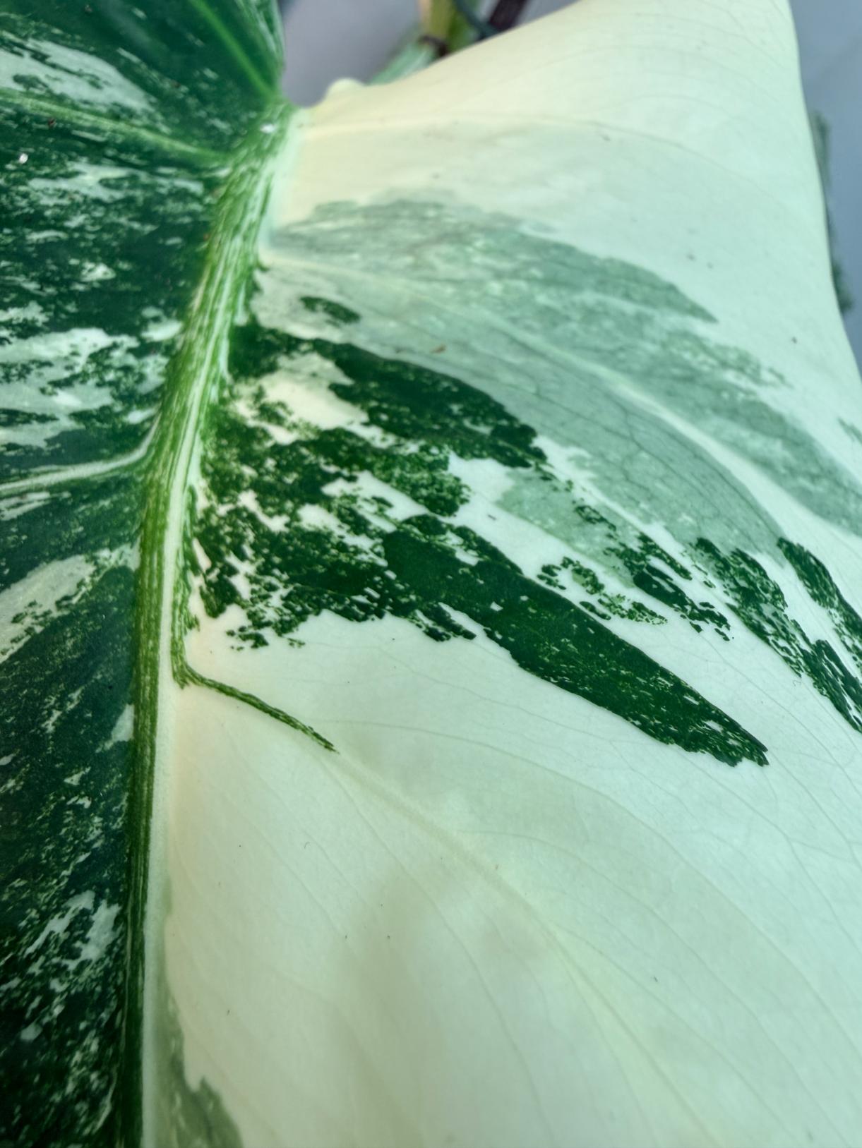 Monstera  Albo Variegata 2