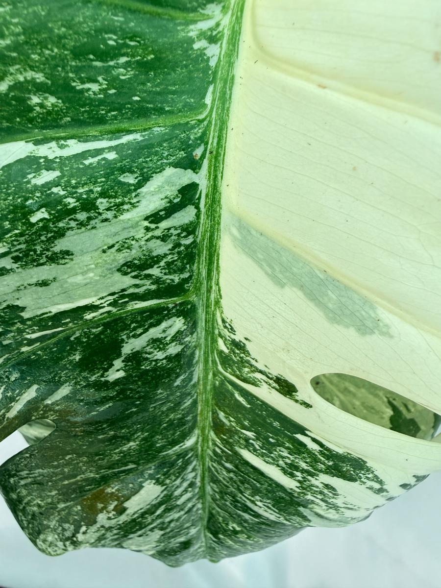 Monstera  Albo Variegata 10