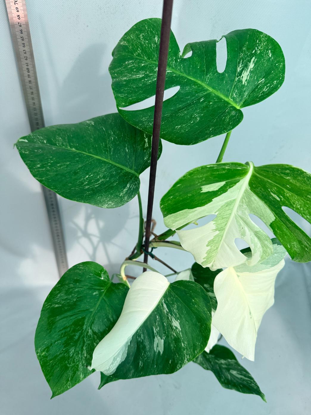 Monstera  Albo Variegata 9