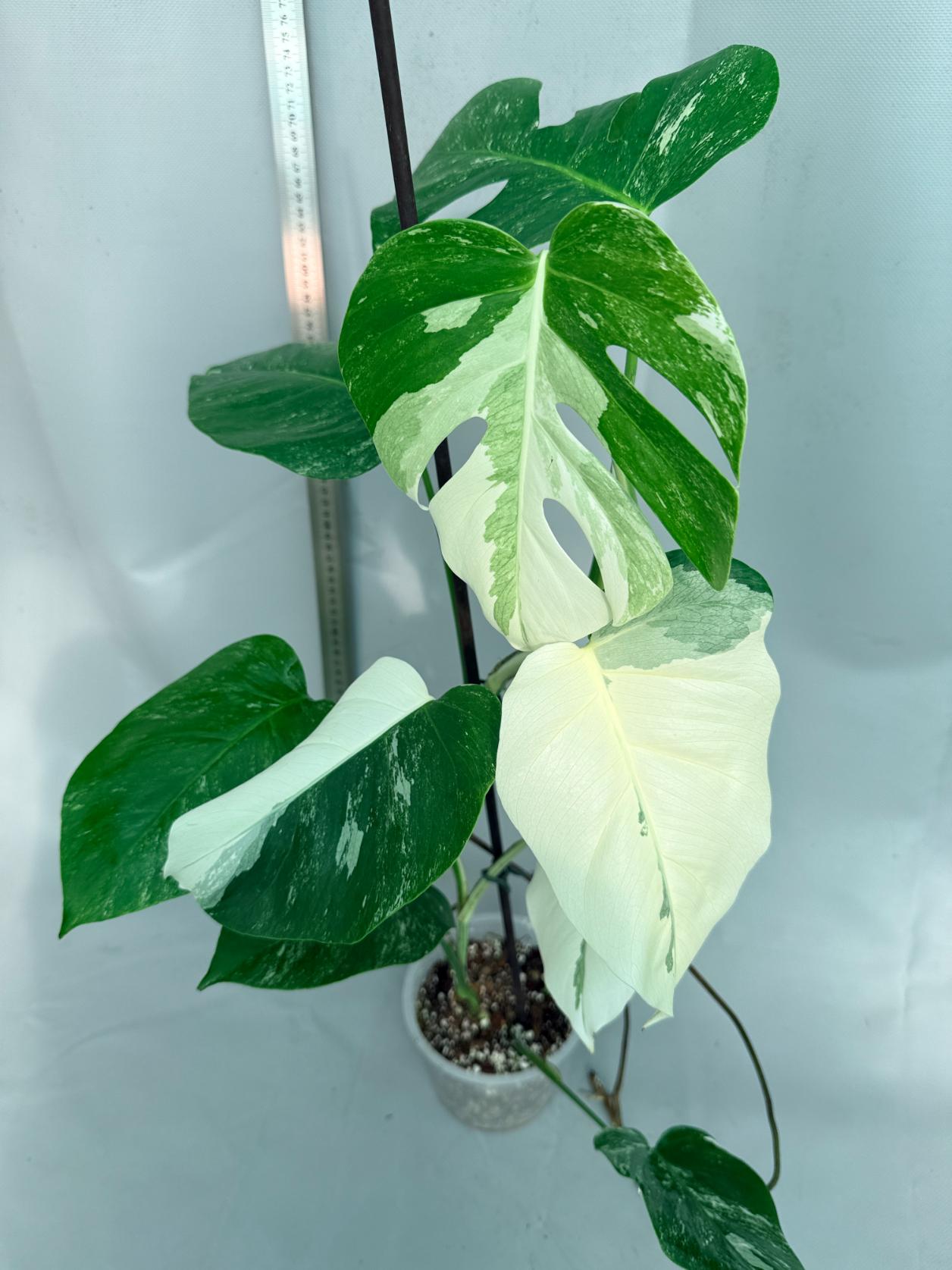 Monstera  Albo Variegata 10
