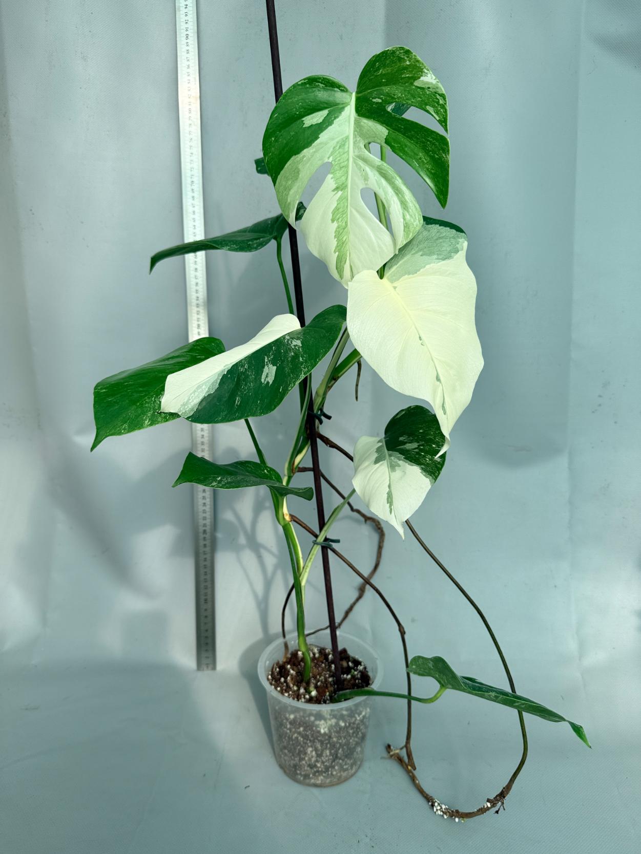 Monstera  Albo Variegata 11